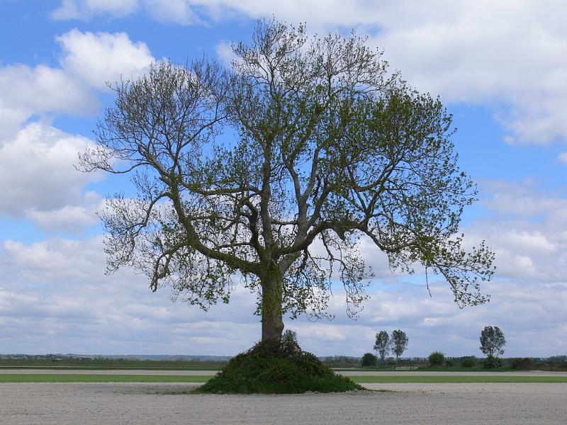 Mont Saint Michel 2010 - 396.jpg